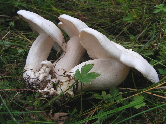 Escursione in Panarotta...con Russula